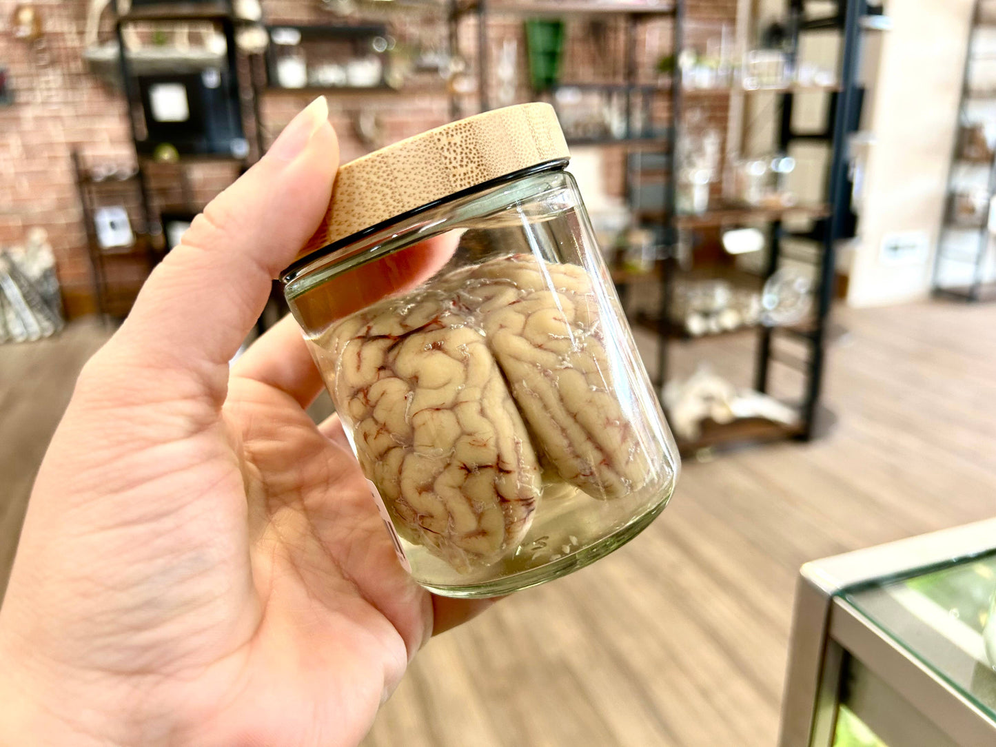 Sheep Brain Jars