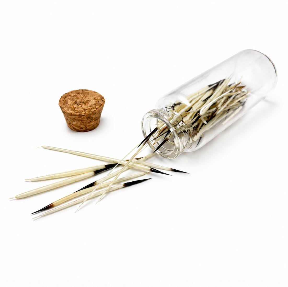 Corked glass jar filled with natural porcupine quills
