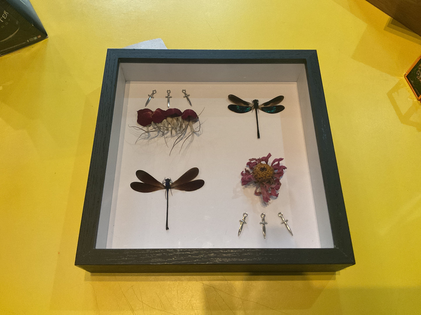 Dragonfly Shadow Box Taxidermy