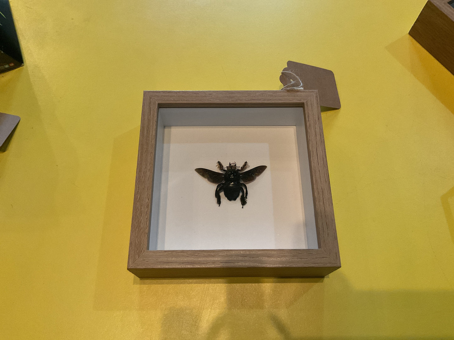Black Bee Shadow Box Taxidermy