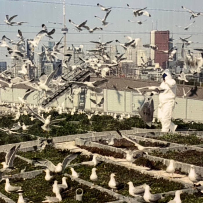 Eye ball - Gull Songs Cassette