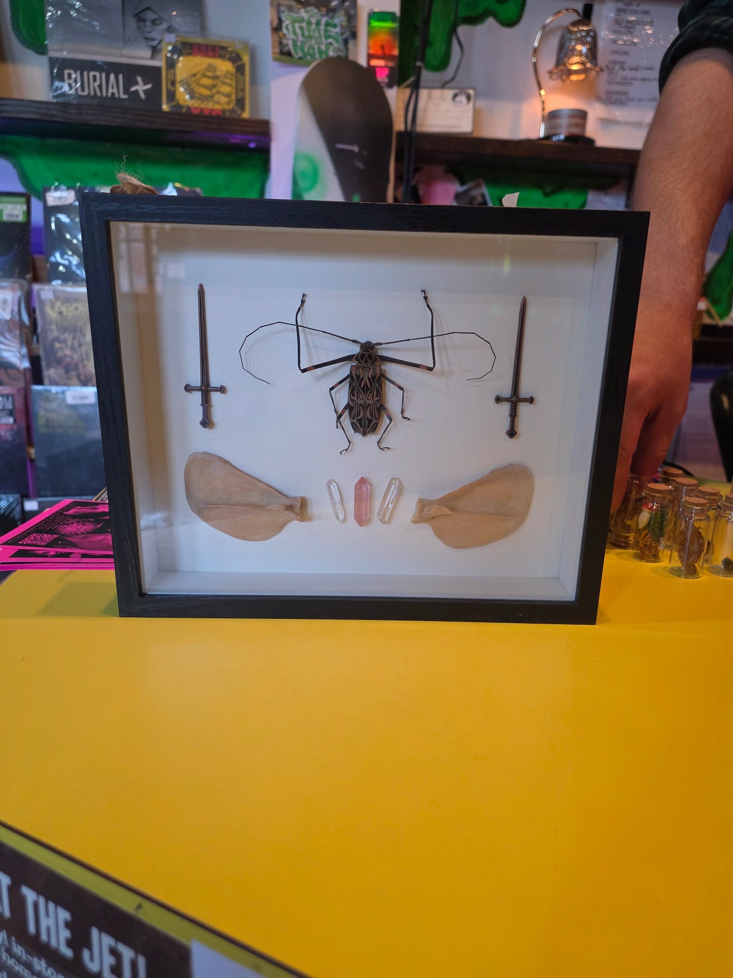 Beetle W/Shoulder bones Taxidermy
