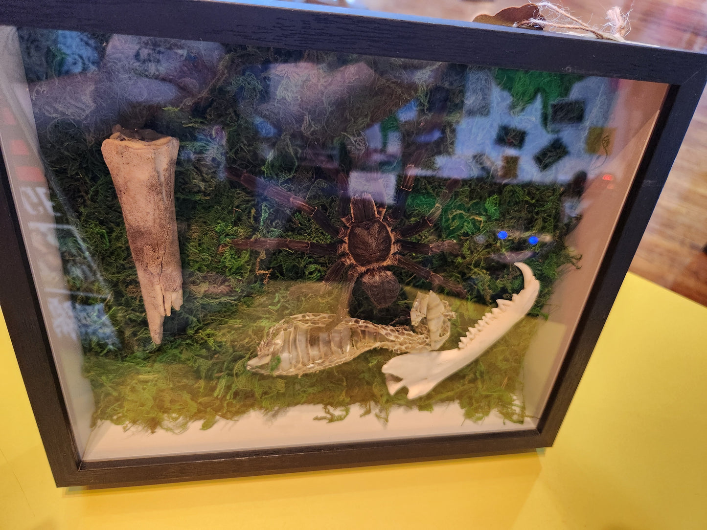 Tarantula, Bones, Snake Skin Bug Taxidermy