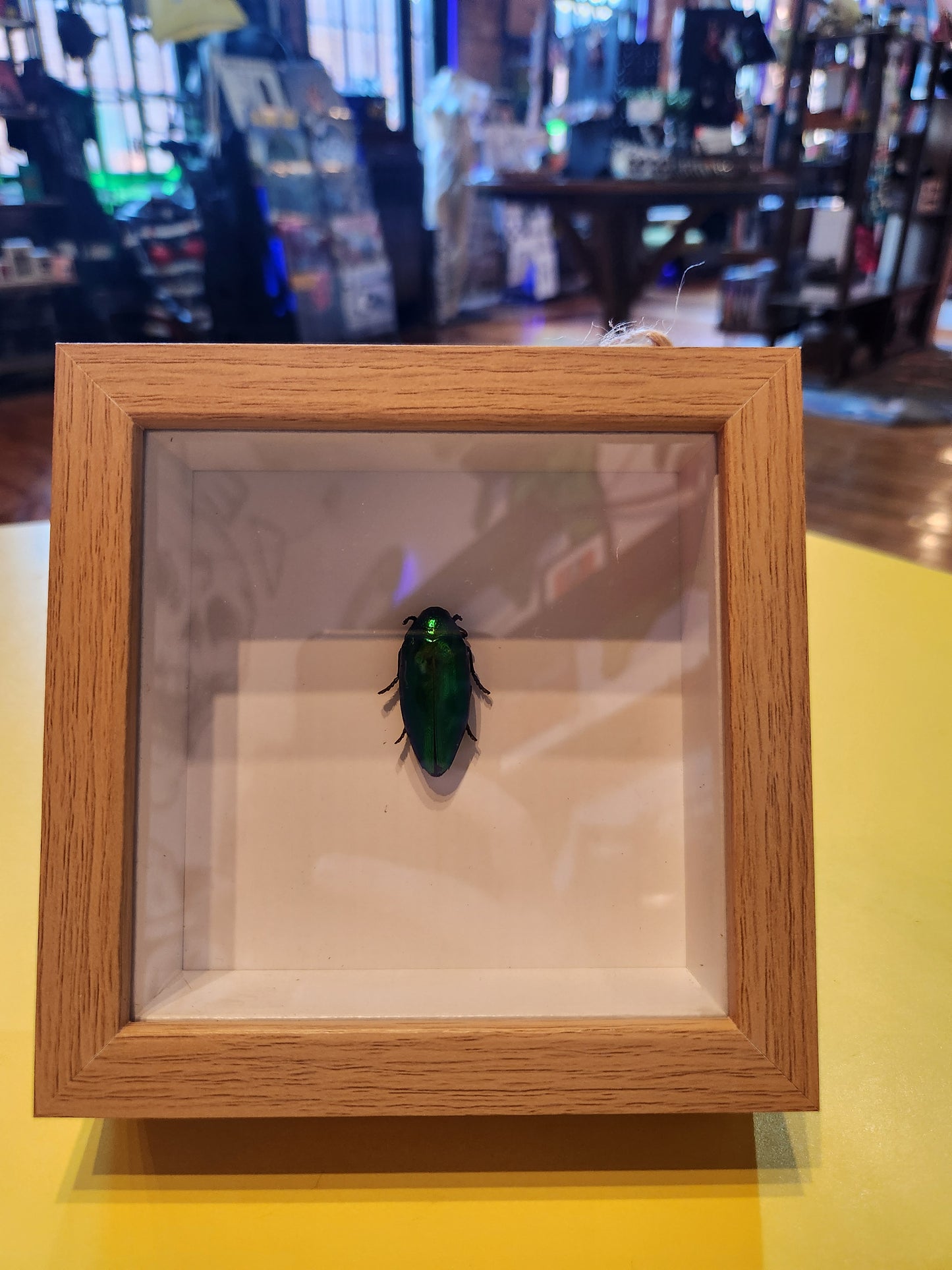 Green Beetle Bug Taxidermy