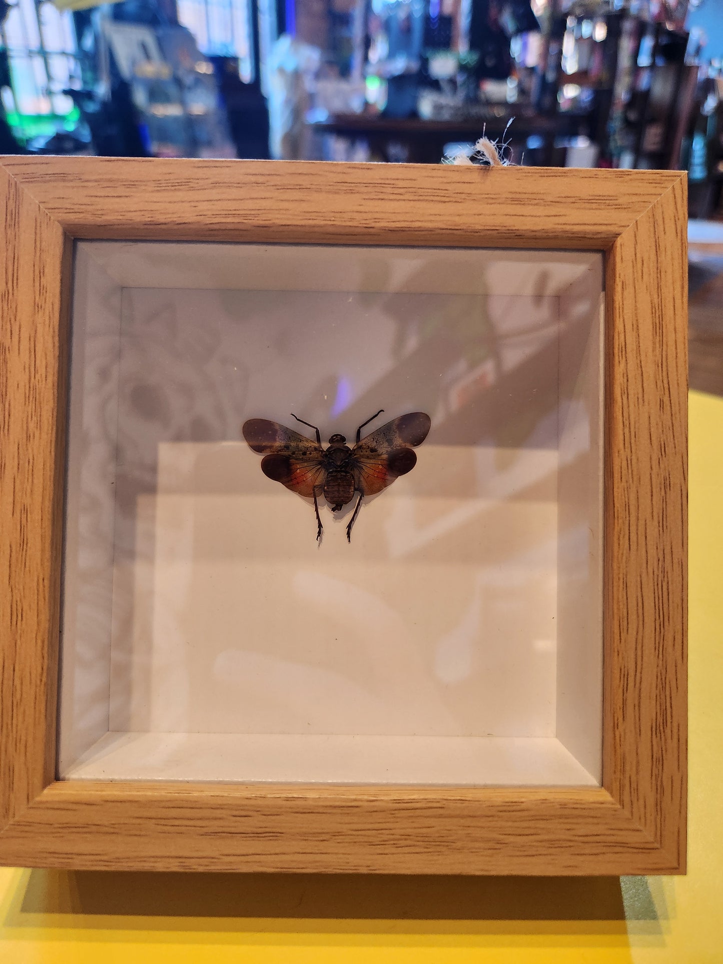 Green and Orange Wing Bug Taxidermy
