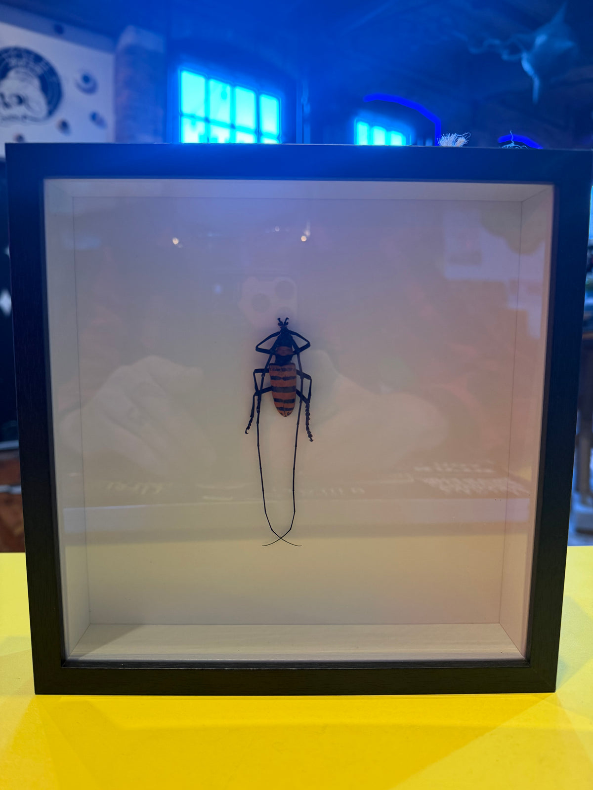 Orange Stripe Beetle Shadow Box