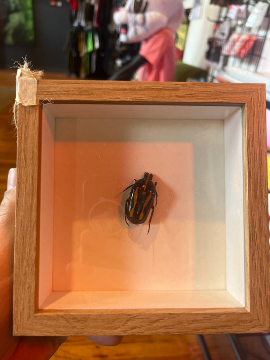 Black and Tan Beetle Taxidermy