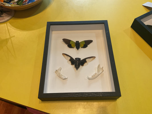 2 Cicadas + Jaw Bones Shadow Box Taxidermy