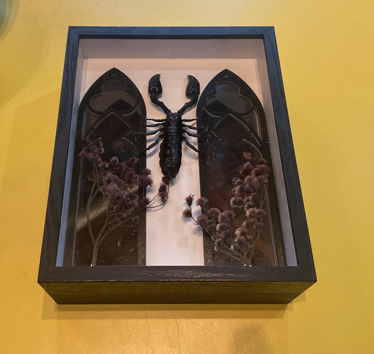 Scorpion Shadow Box Taxidermy