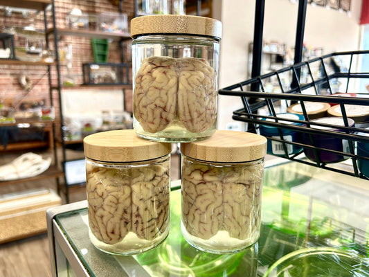 Sheep Brain Jars