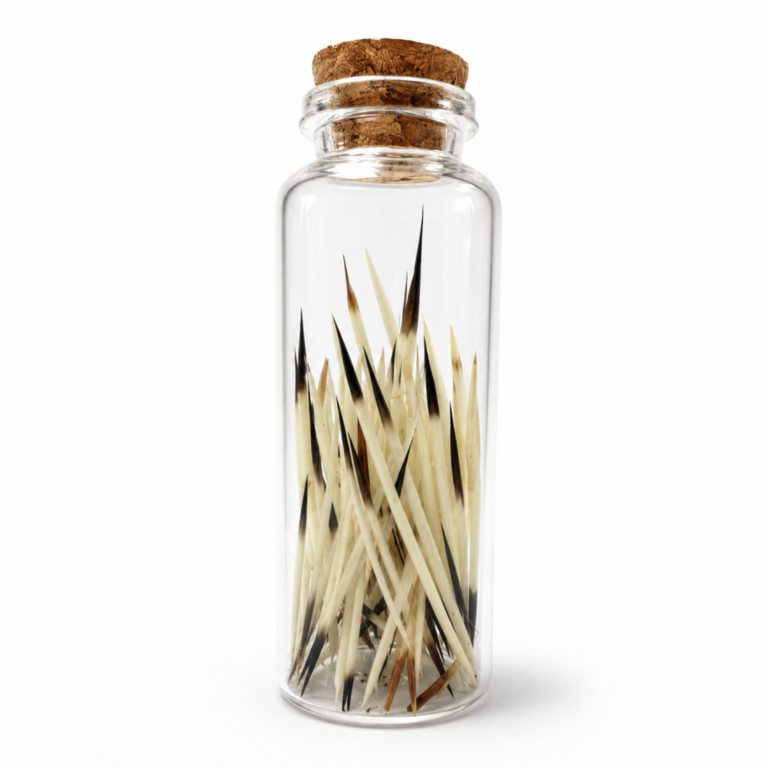 Corked glass jar filled with natural porcupine quills