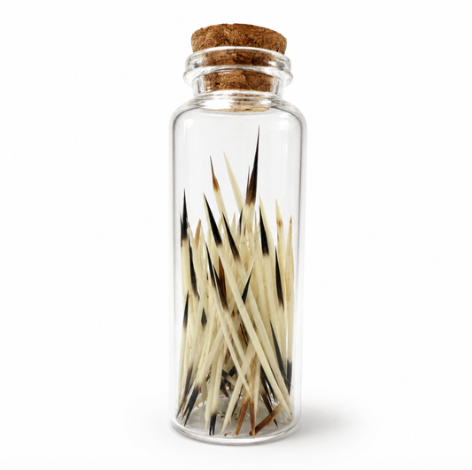 Corked glass jar filled with natural porcupine quills