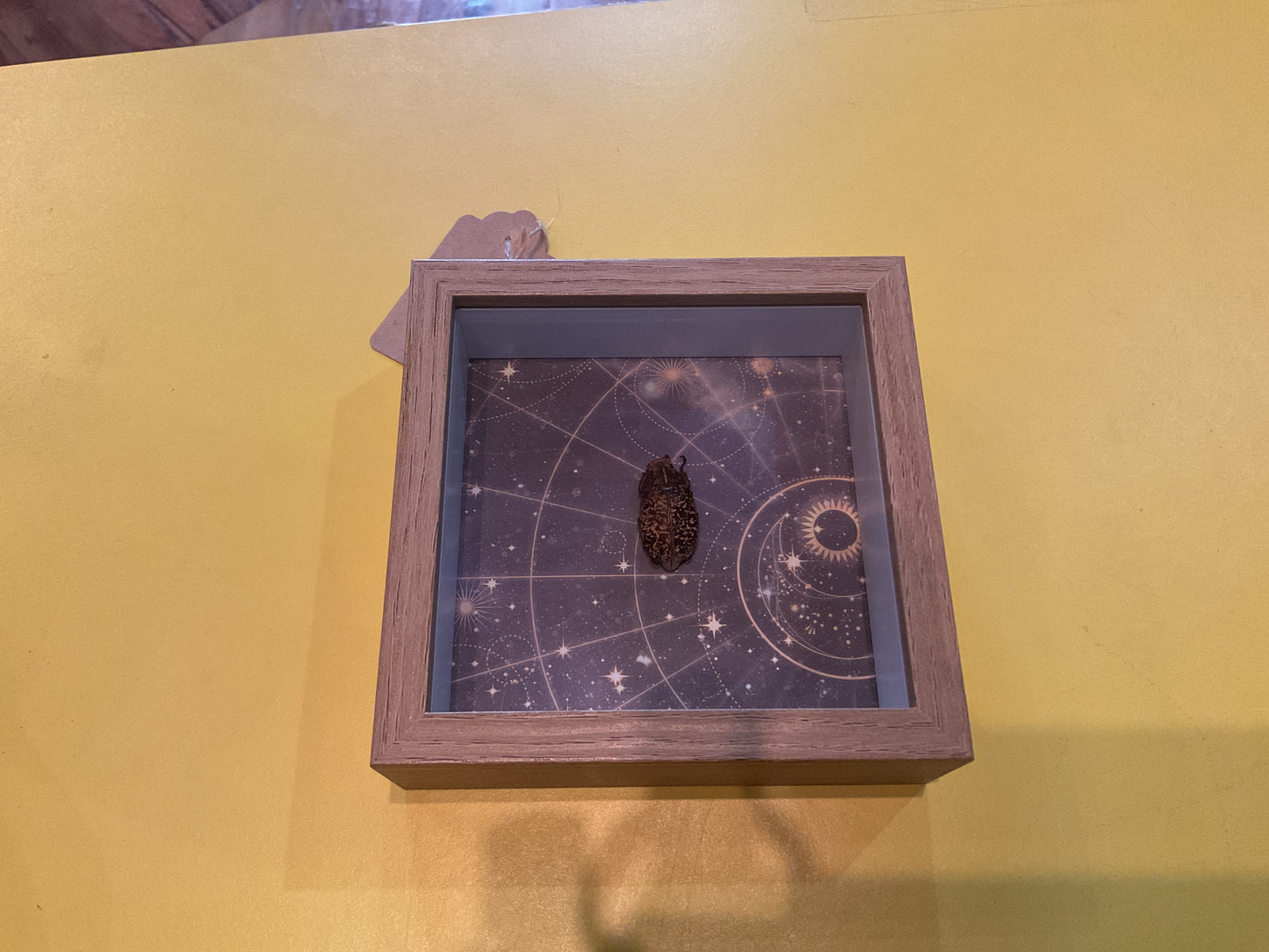 Beetle Shadow Box Taxidermy