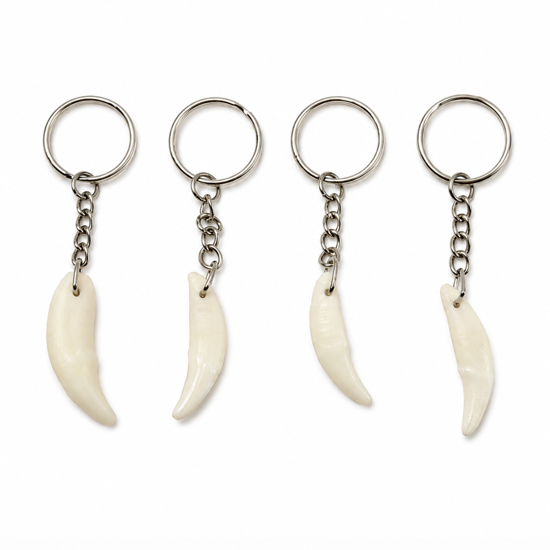Coyote Tooth Keychain