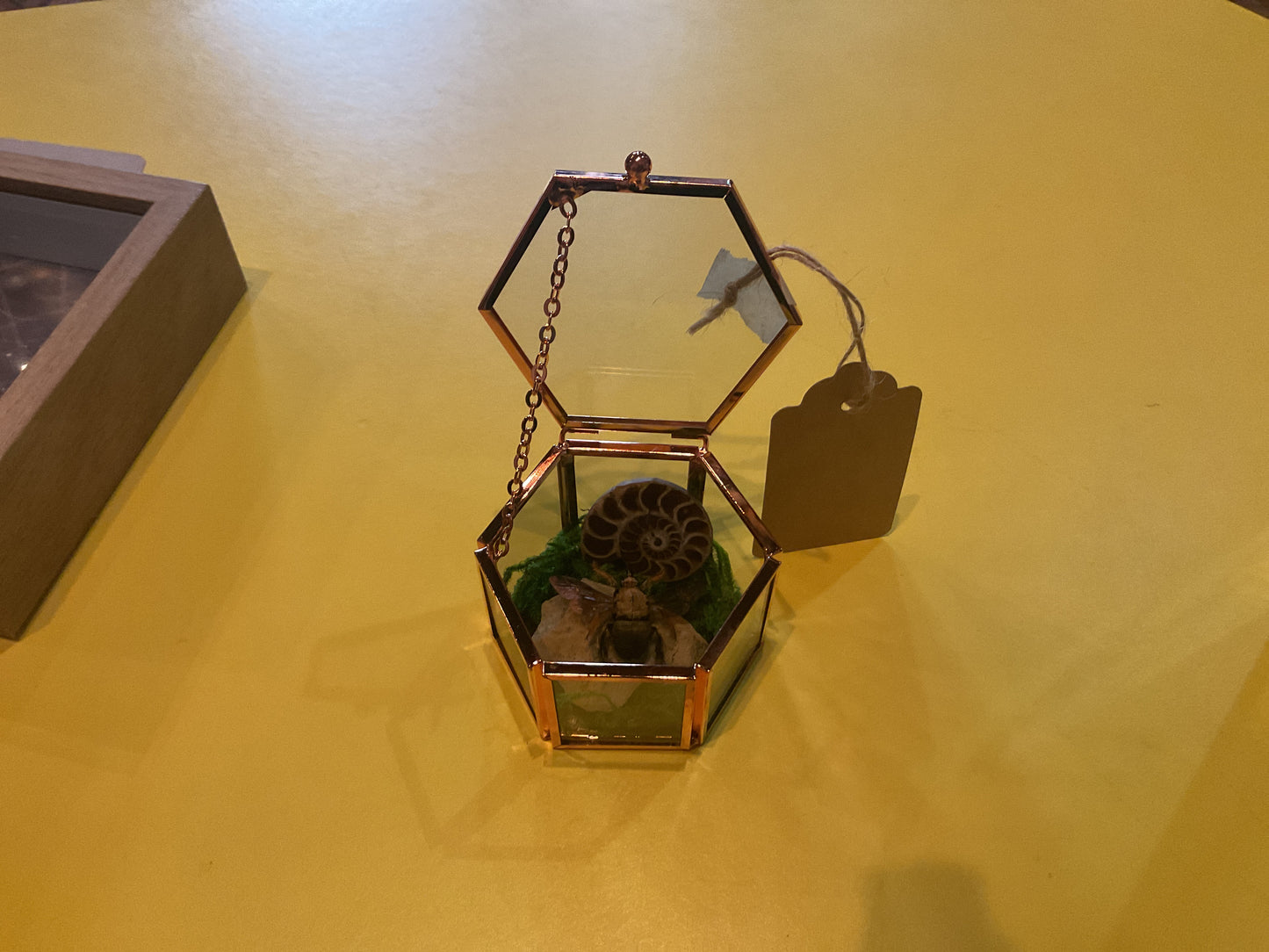 Bee Octagon Jewlery Box Taxidermy