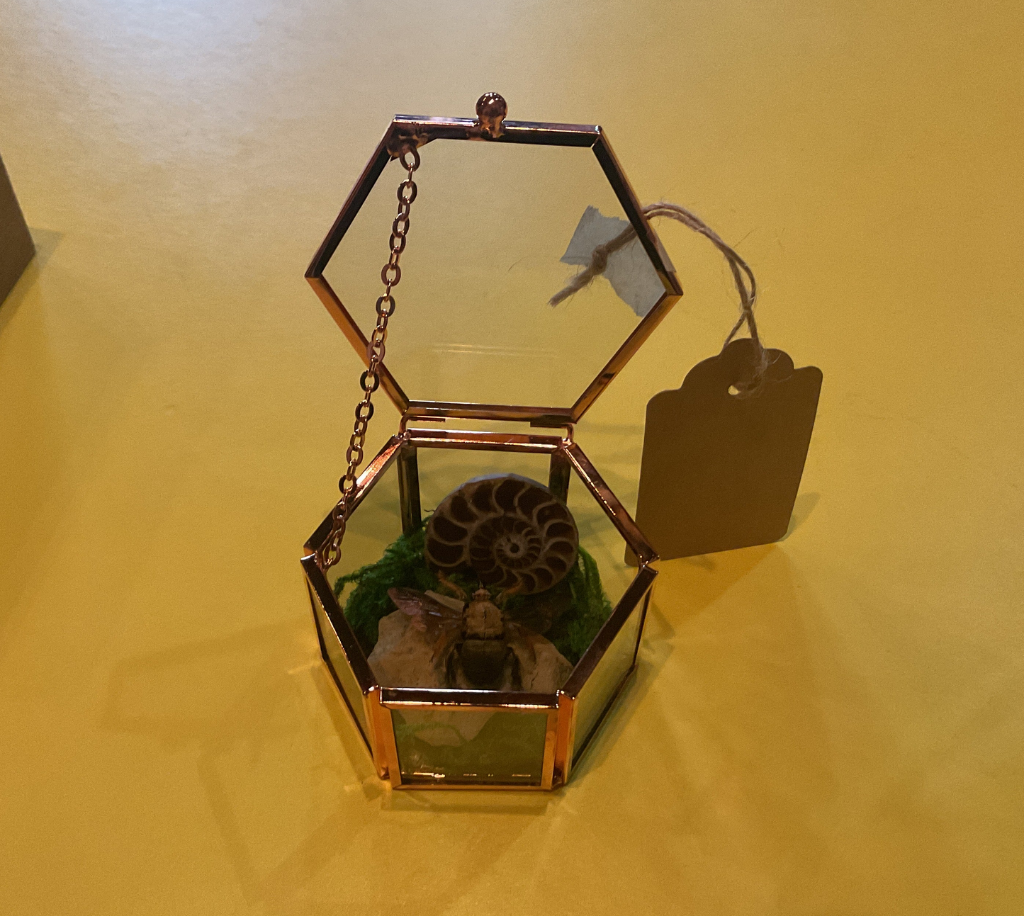 Bee Octagon Jewlery Box Taxidermy