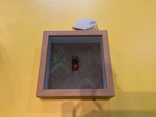 Stag Beetle Shadow Box Taxidermy
