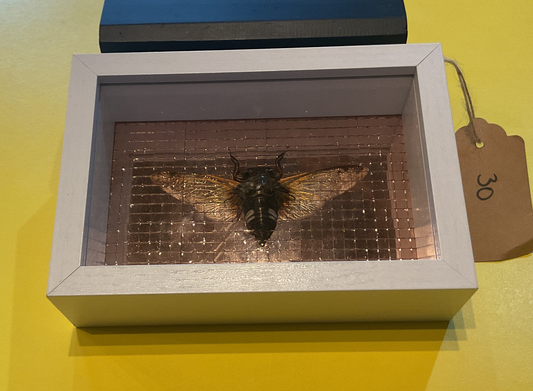 Disco Cicada Taxidermy