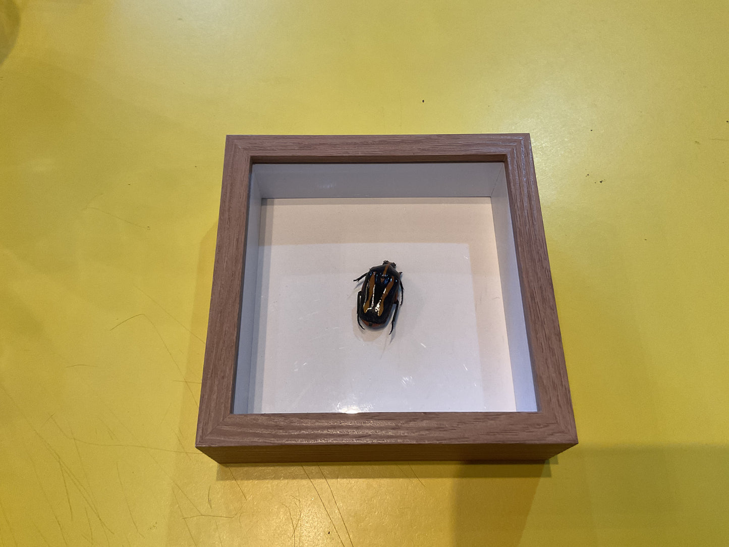 Small Shadow Box Bug