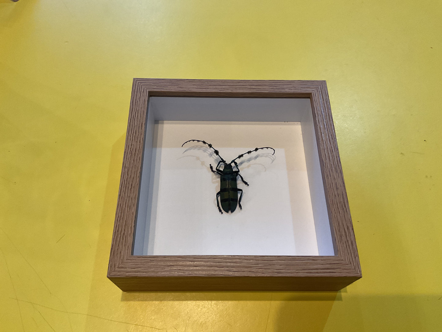 Small Shadow Box Bug