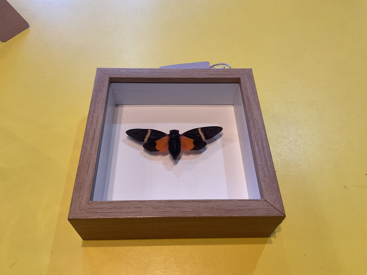 Small Shadow Box Bug