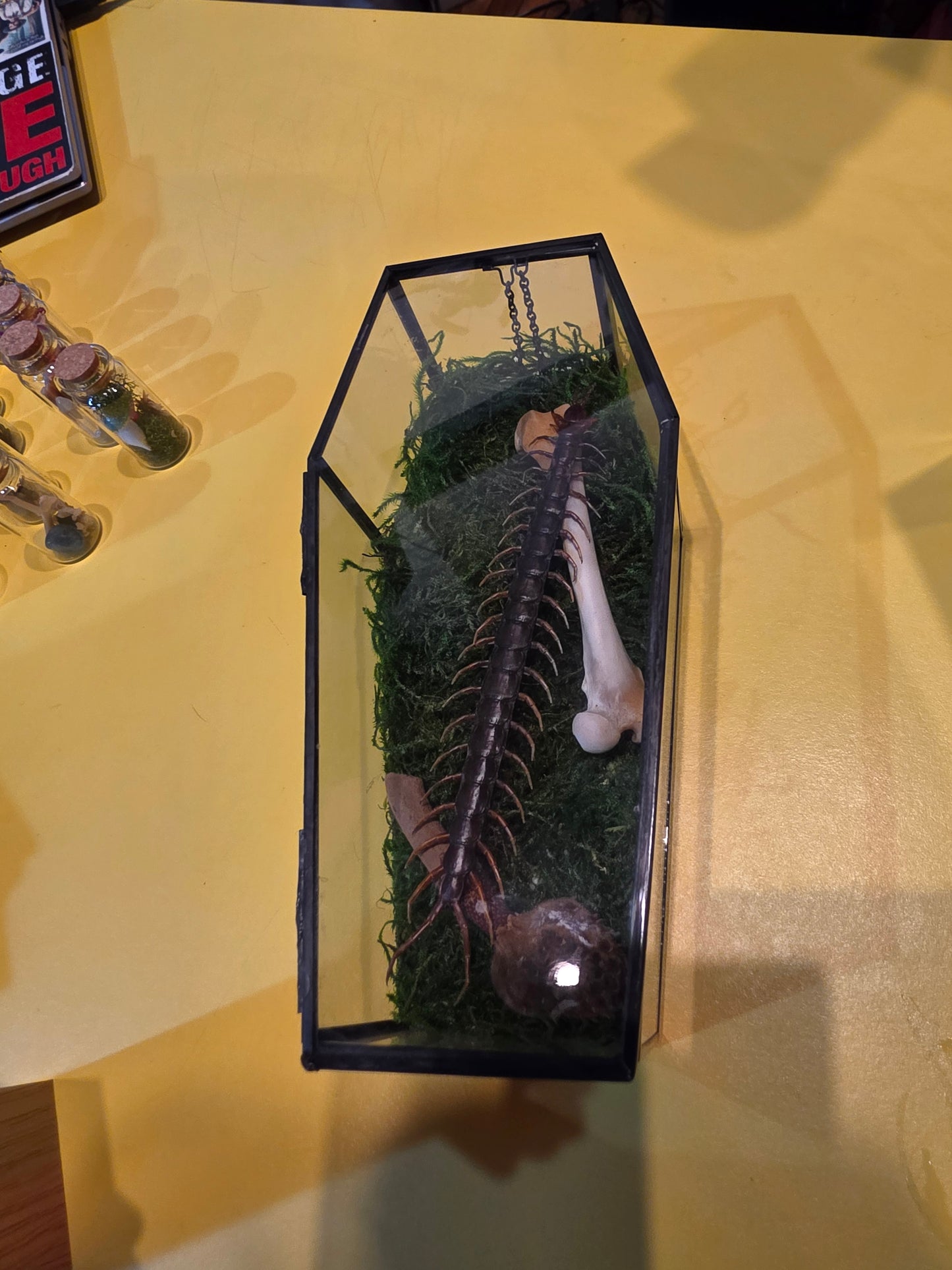 Centipede Coffin Taxidermy