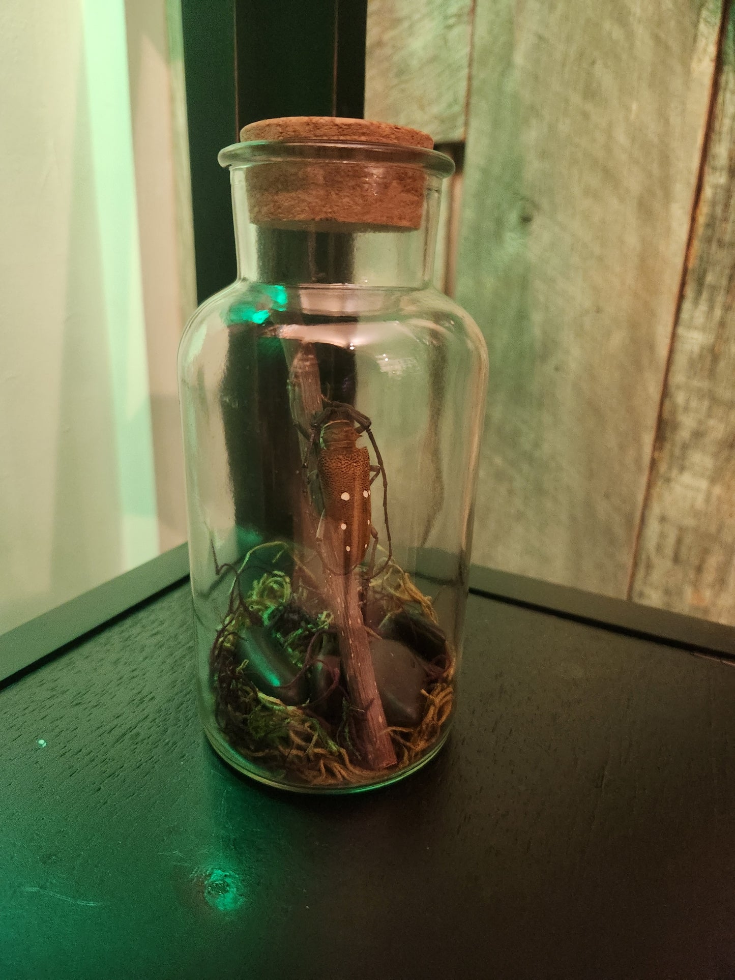 Beetle in Jar Taxidermy