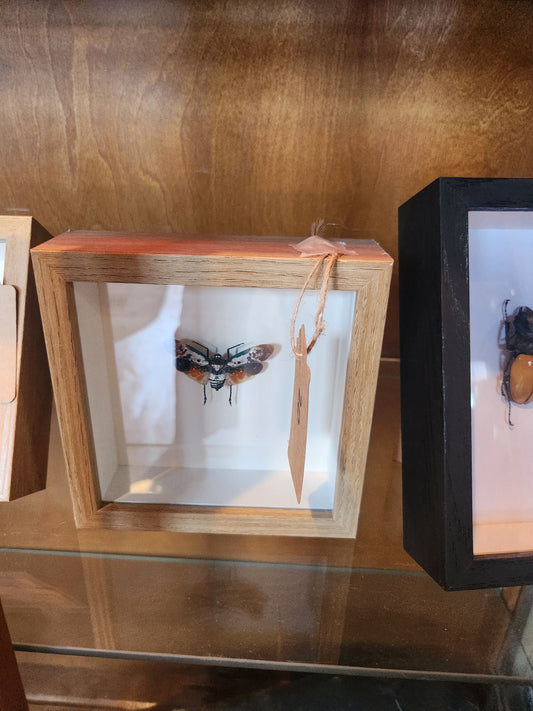 Green & Orange Moth Taxidermy