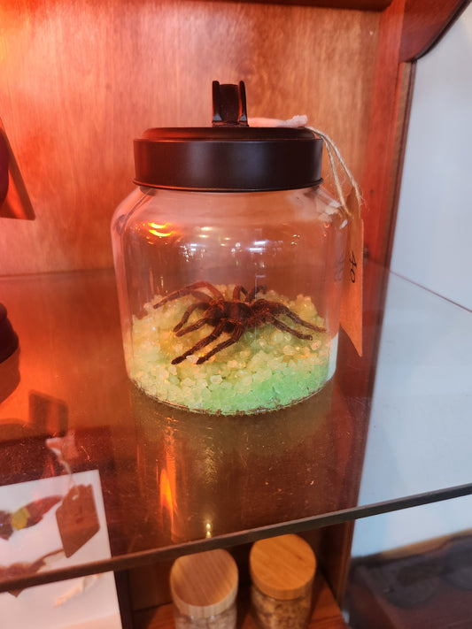Spider Green Rock Jar Taxidermy