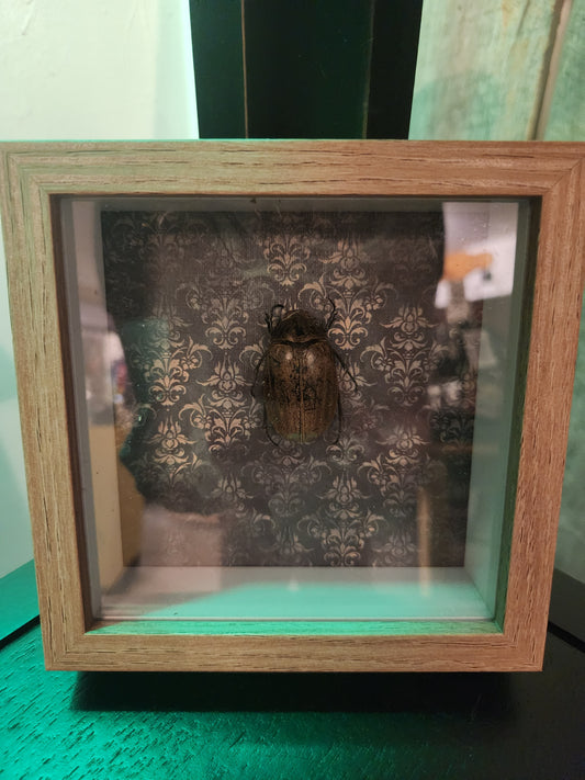 Beetle Taxidermy