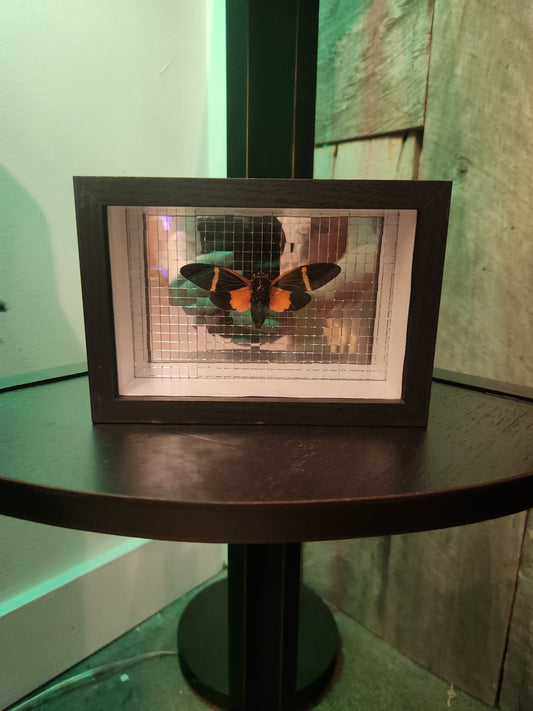 Disco Cicada Taxidermy