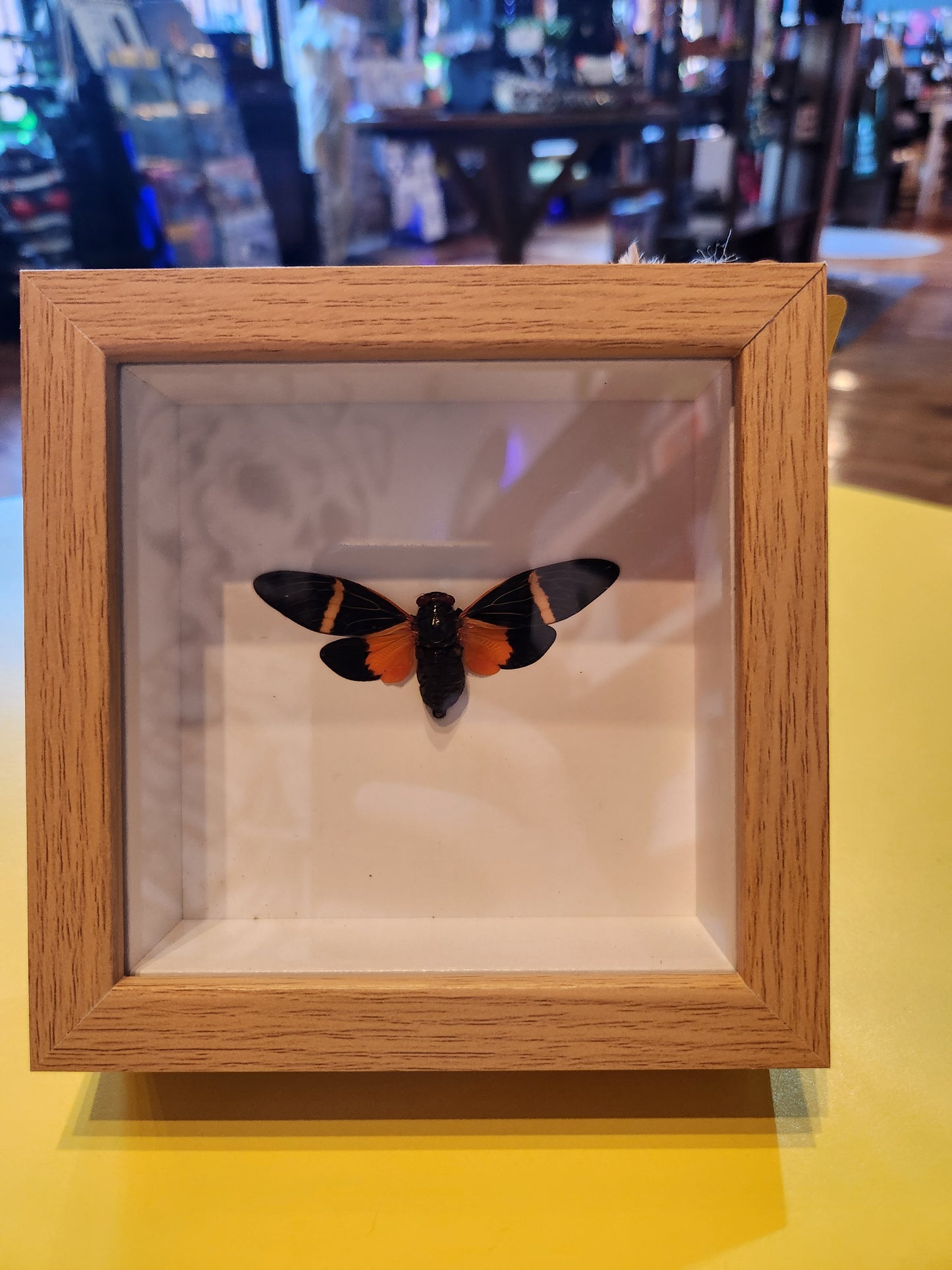 Orange and Black Moth Bug Taxidermy