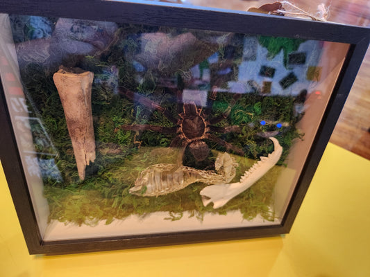 Tarantula, Bones, Snake Skin Bug Taxidermy