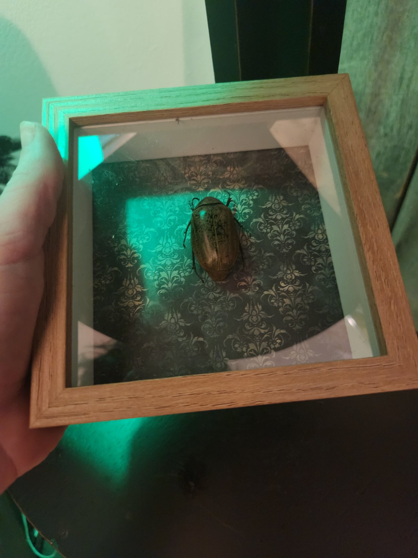 Beetle Taxidermy