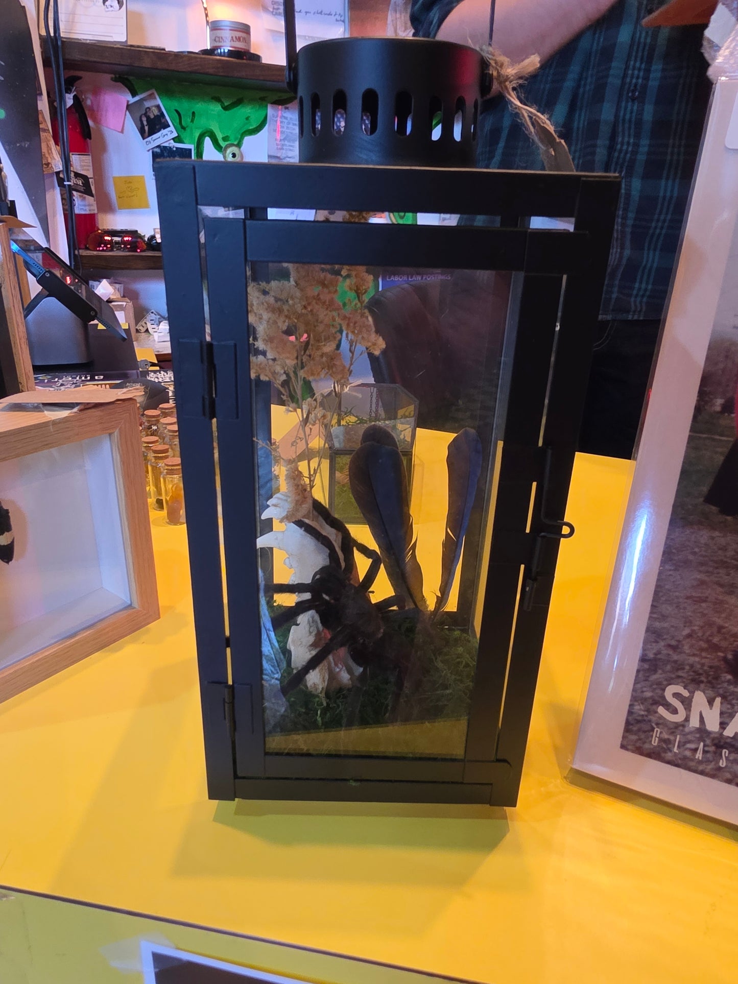 Tarantula Coyote Lantern Taxidermy
