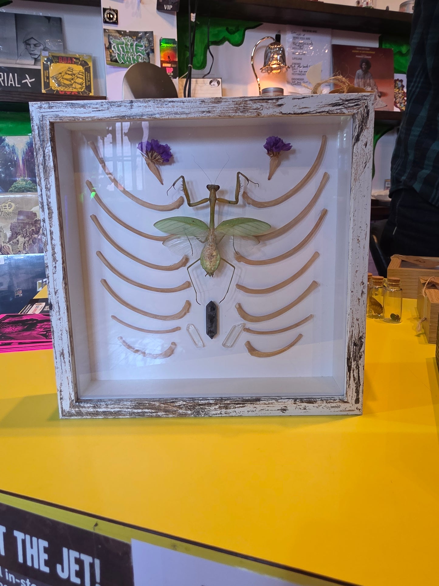 Praying Mantis w/Ribs Taxidermy