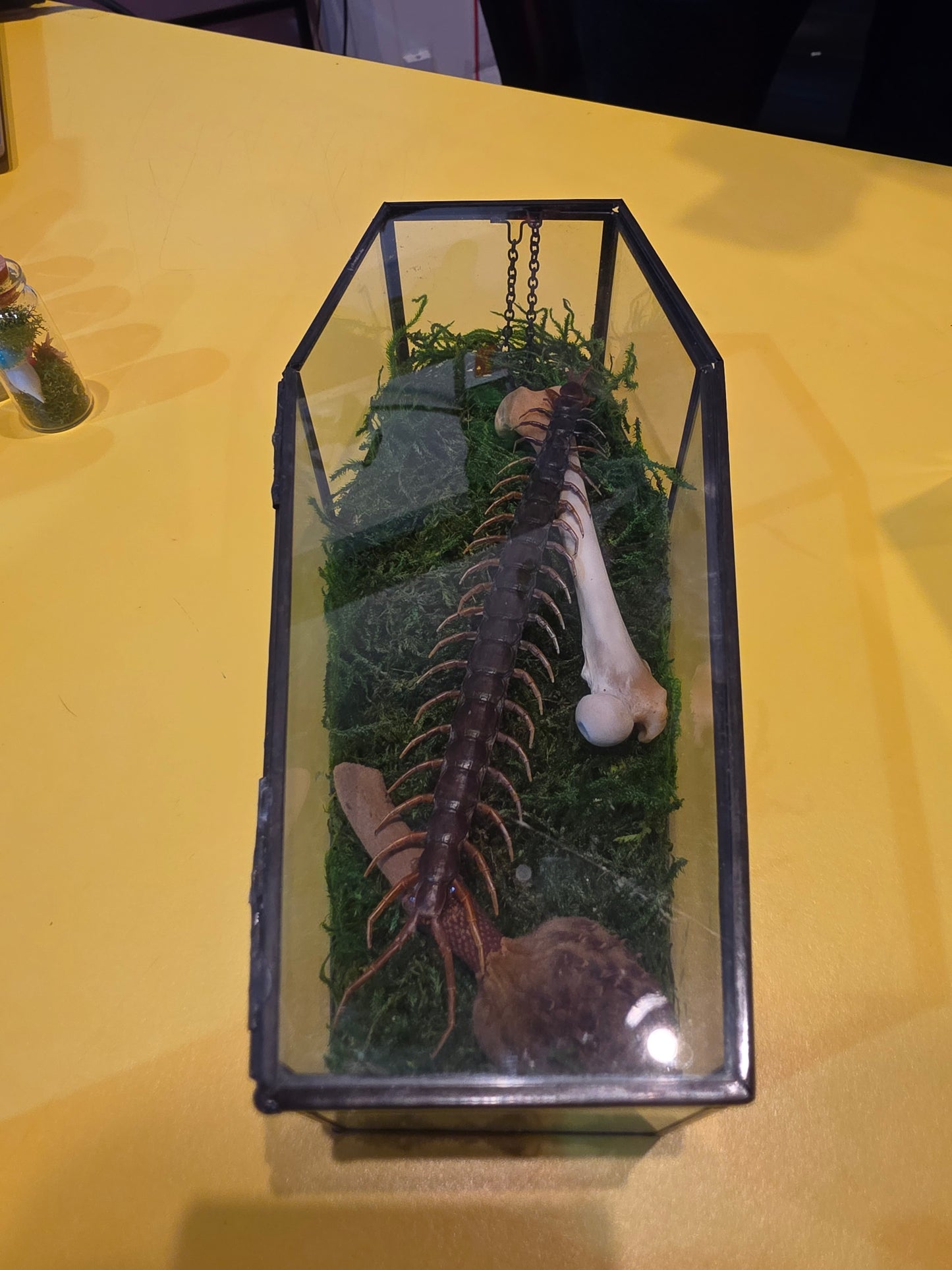 Centipede Coffin Taxidermy