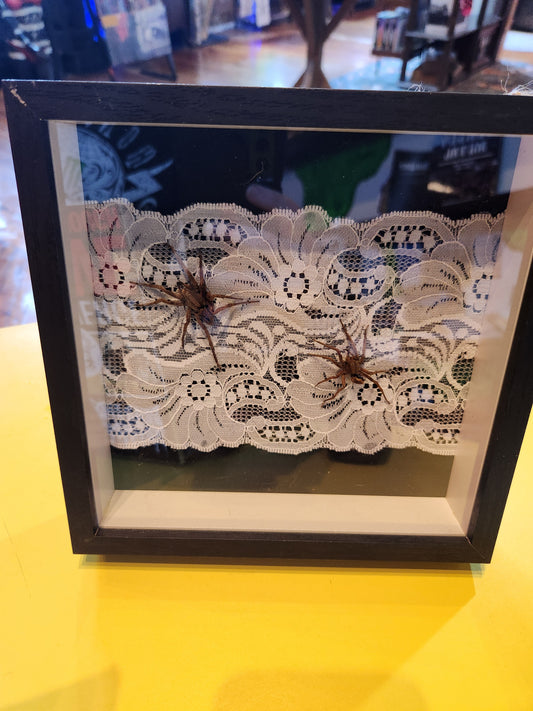 Wolf Spider Bug Taxidermy