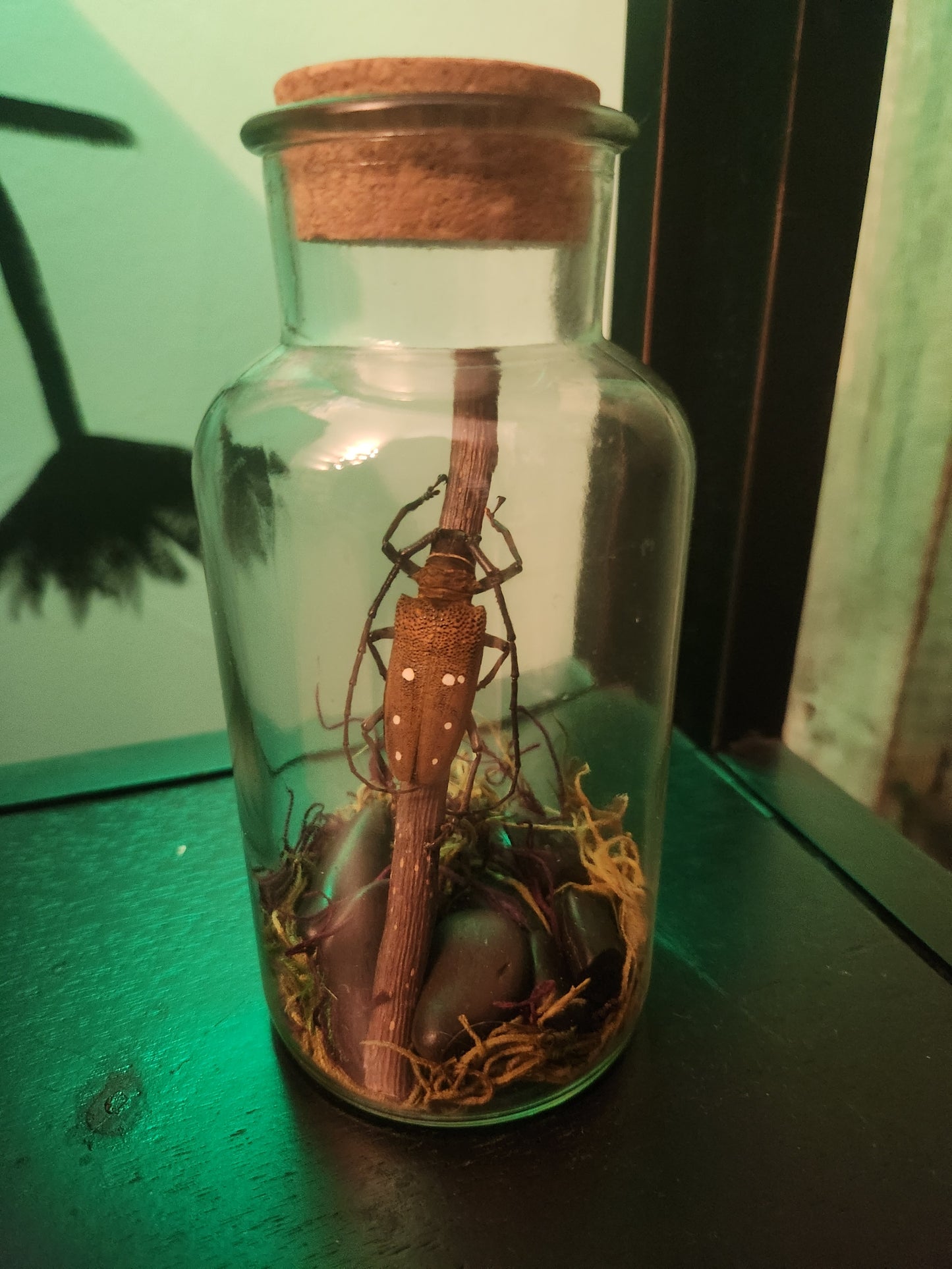 Beetle in Jar Taxidermy
