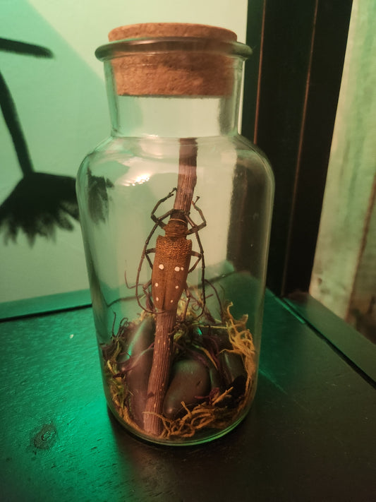 Beetle in Jar Taxidermy