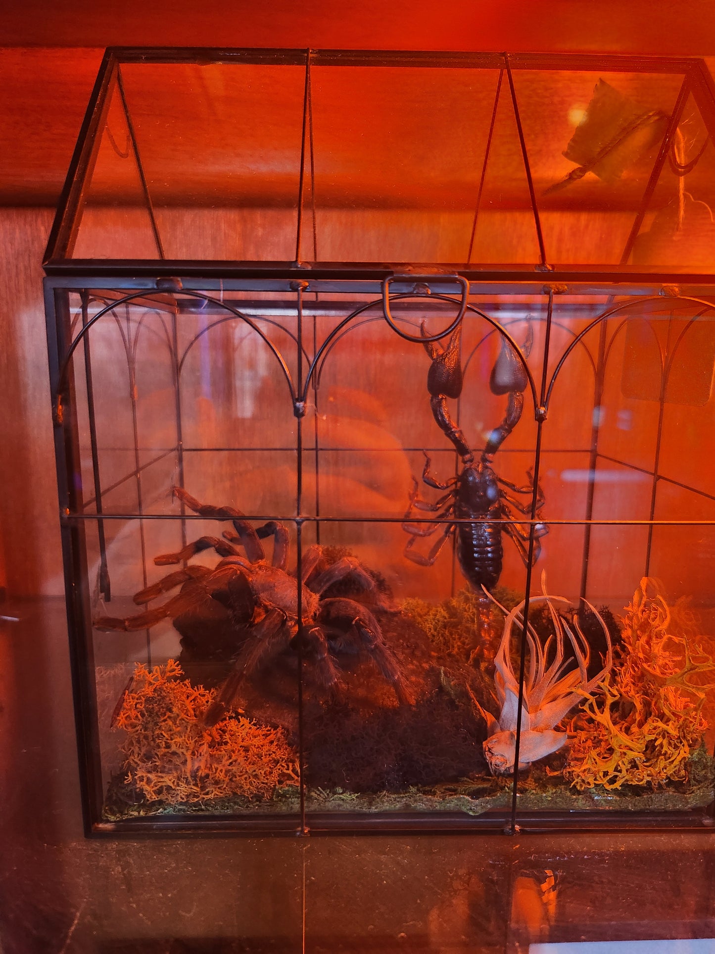 Spider & Scorpion Greenhouse Taxidermy