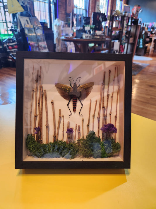 Grasshopper Bug Taxidermy