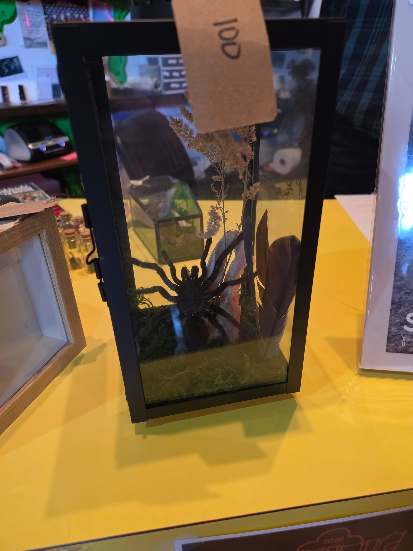 Tarantula Coyote Lantern Taxidermy