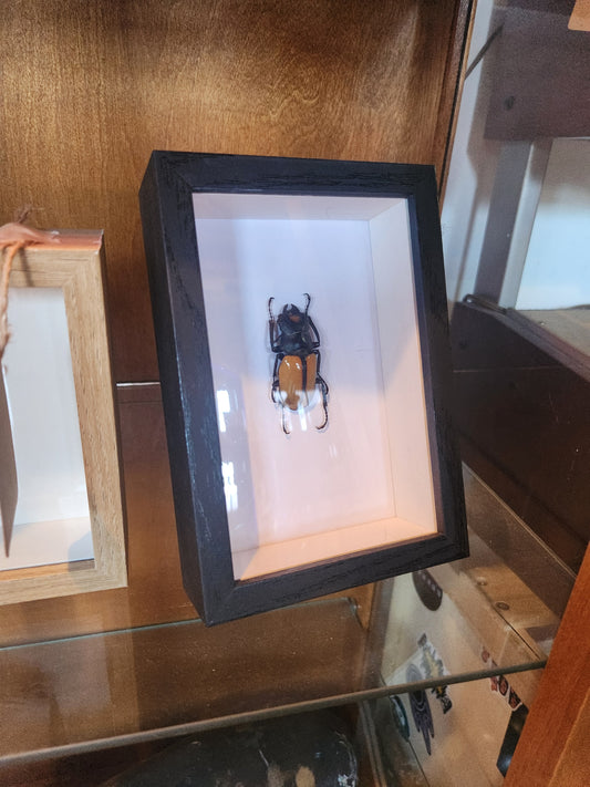 Yellow Beetle Taxidermy