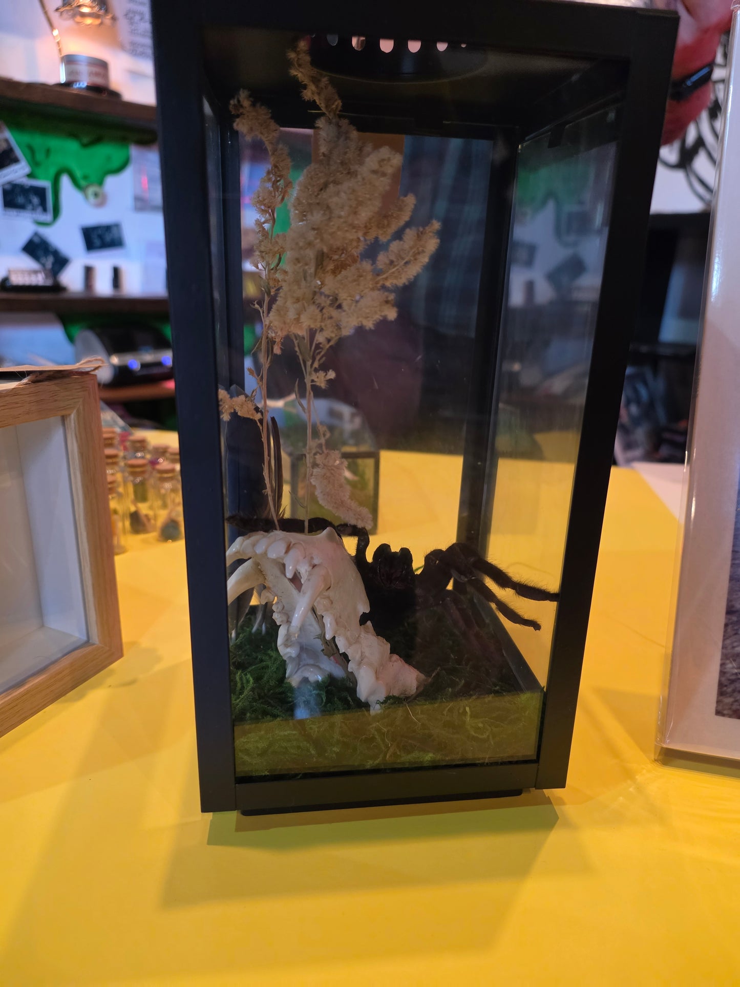Tarantula Coyote Lantern Taxidermy