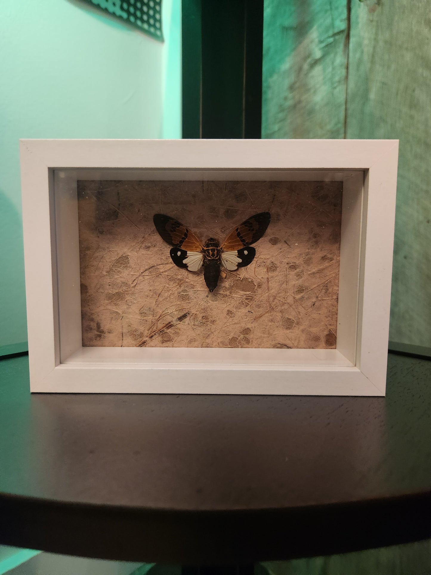 Split Color Cicada Taxidermy