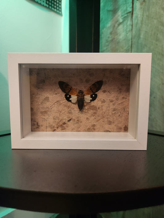 Split Color Cicada Taxidermy
