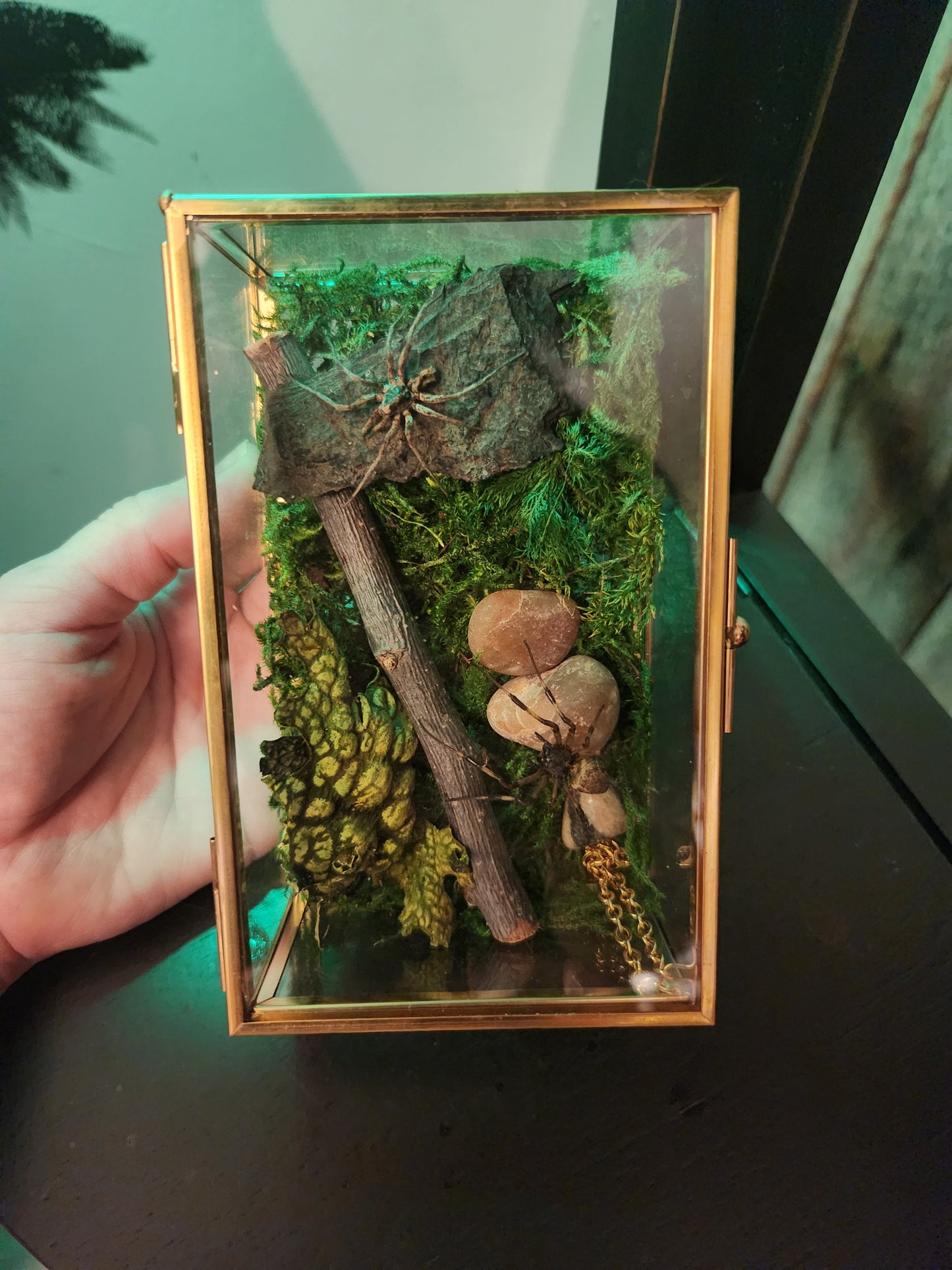 Two Spiders Taxidermy